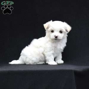 Paxton, Maltese Puppy